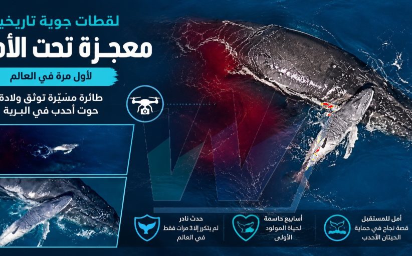 لحظة لا تتكرر إلا مرة واحدة في العمر... فوق مياه المحيط الهادئ